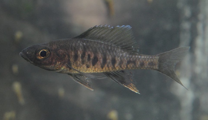 Trematocara zebra 'Korongwe Bay'